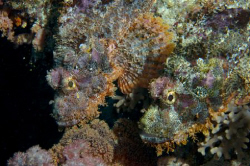 A pair of scorpionfish out looking for food at night by Andy Lerner 